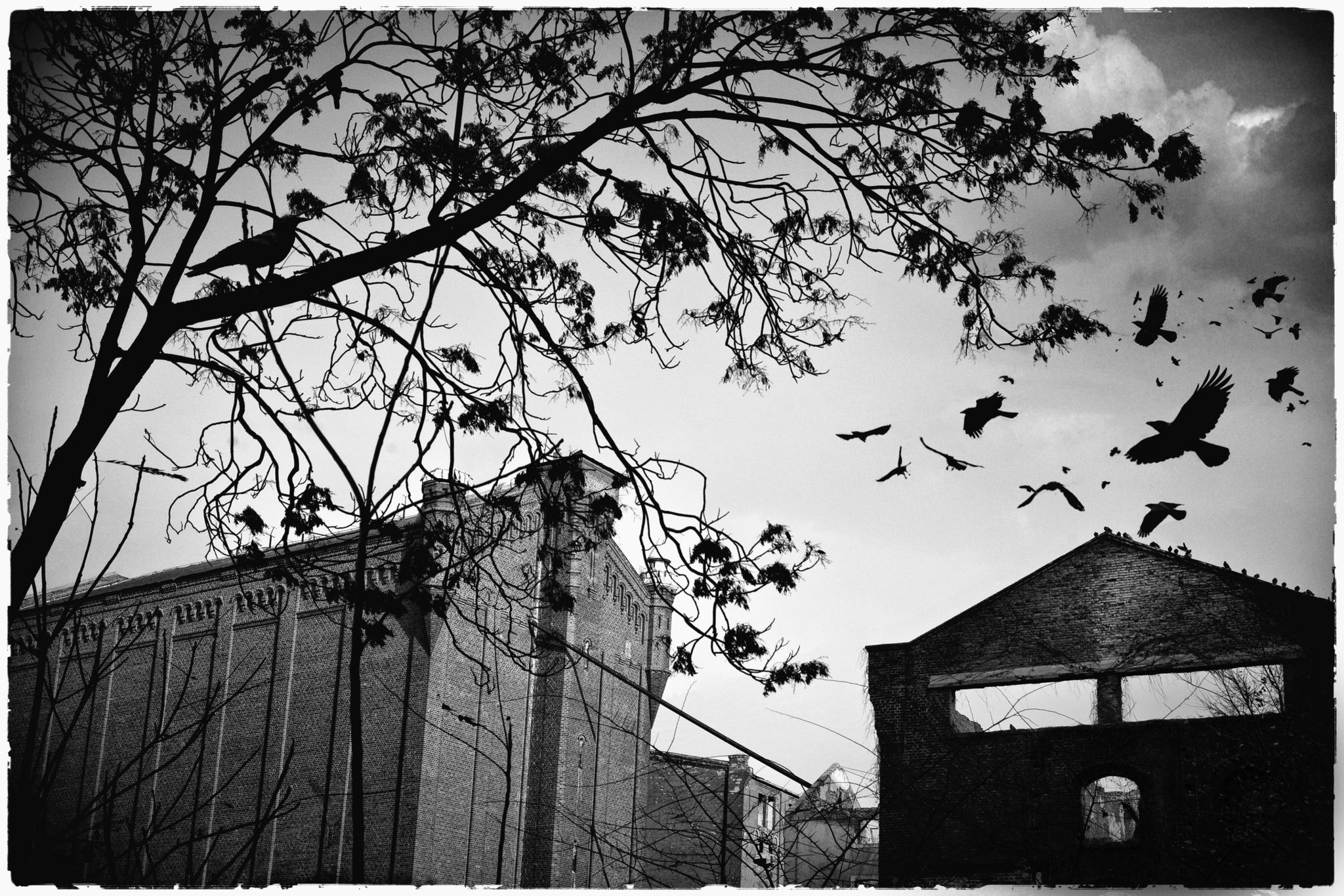 Birds in flight over derelict industrial buildings — black and white atmospheric photograph